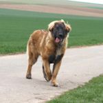 Bruno (Antonio Vigos), Hellbraun Halsband